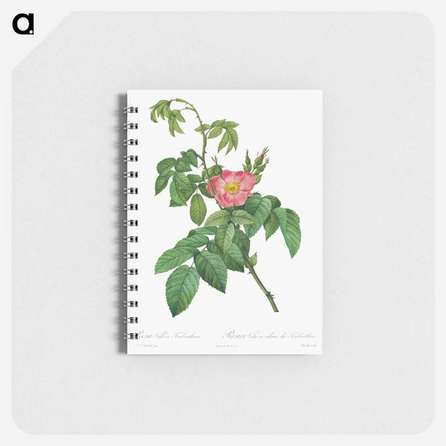 アートメモ帳-Rosa Villosa Terebenthina
 - クリーブランド美術館 Memo.