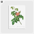 アートポストカード-Rosa Villosa Terebenthina
 - クリーブランド美術館 Postcard.