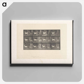 アートパネル-Running Fallow Deer
 - エドワード マイブリッジ Canvas.