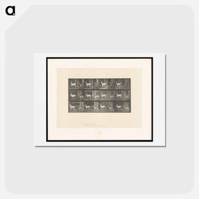 アートポストカード-Running Fallow Deer
 - エドワード マイブリッジ Postcard.