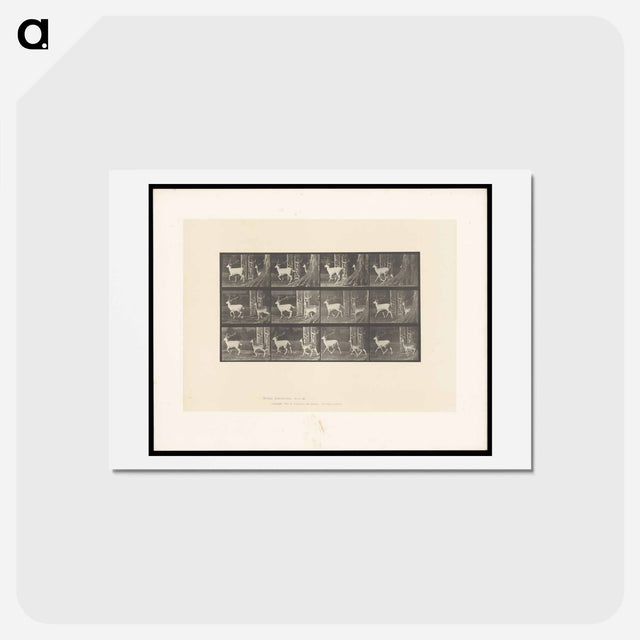 アートポストカード-Running Fallow Deer
 - エドワード マイブリッジ Postcard.