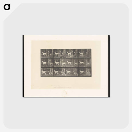 アートポストカード-Running Fallow Deer
 - エドワード マイブリッジ Postcard.