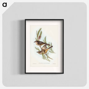 アートポスター-Buff-bellied Shrike-thrush
 - ジョン グールド Poster.