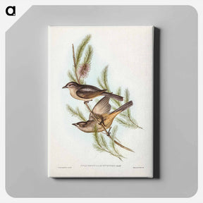 アートパネル-Buff-bellied Shrike-thrush
 - ジョン グールド Canvas.