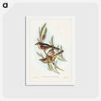 アートポストカード-Buff-bellied Shrike-thrush
 - ジョン グールド Postcard.