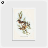 アートポストカード-Buff-bellied Shrike-thrush
 - ジョン グールド Postcard.