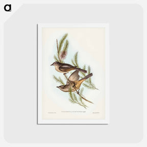 アートポストカード-Buff-bellied Shrike-thrush
 - ジョン グールド Postcard.