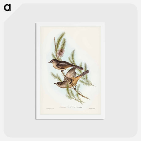 アートポストカード-Buff-bellied Shrike-thrush
 - ジョン グールド Postcard.