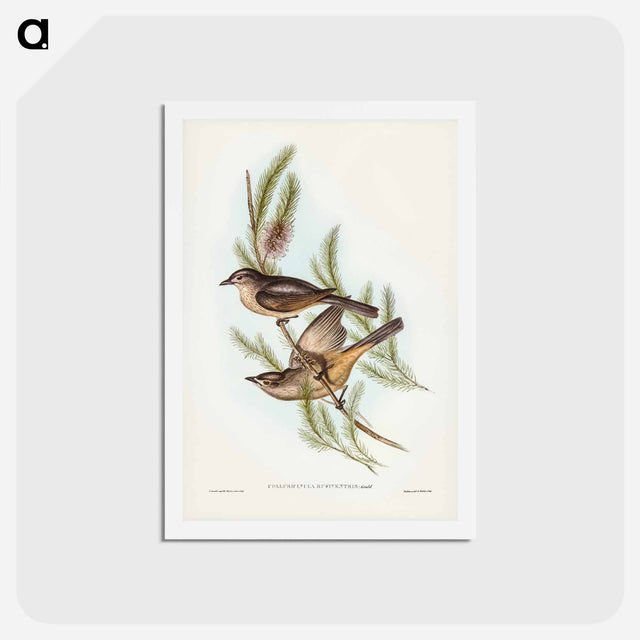 アートポストカード-Buff-bellied Shrike-thrush
 - ジョン グールド Postcard.
