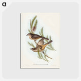 アートポストカード-Buff-bellied Shrike-thrush
 - ジョン グールド Postcard.