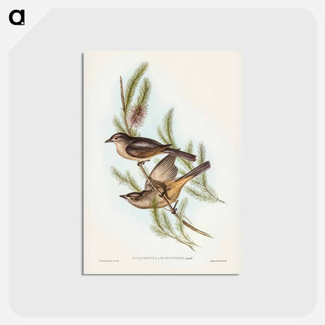 アートポストカード-Buff-bellied Shrike-thrush
 - ジョン グールド Postcard.