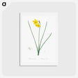アートポストカード-Narcissus odorus illustration - ピエール ジョゼフ ルドゥーテ Postcard.