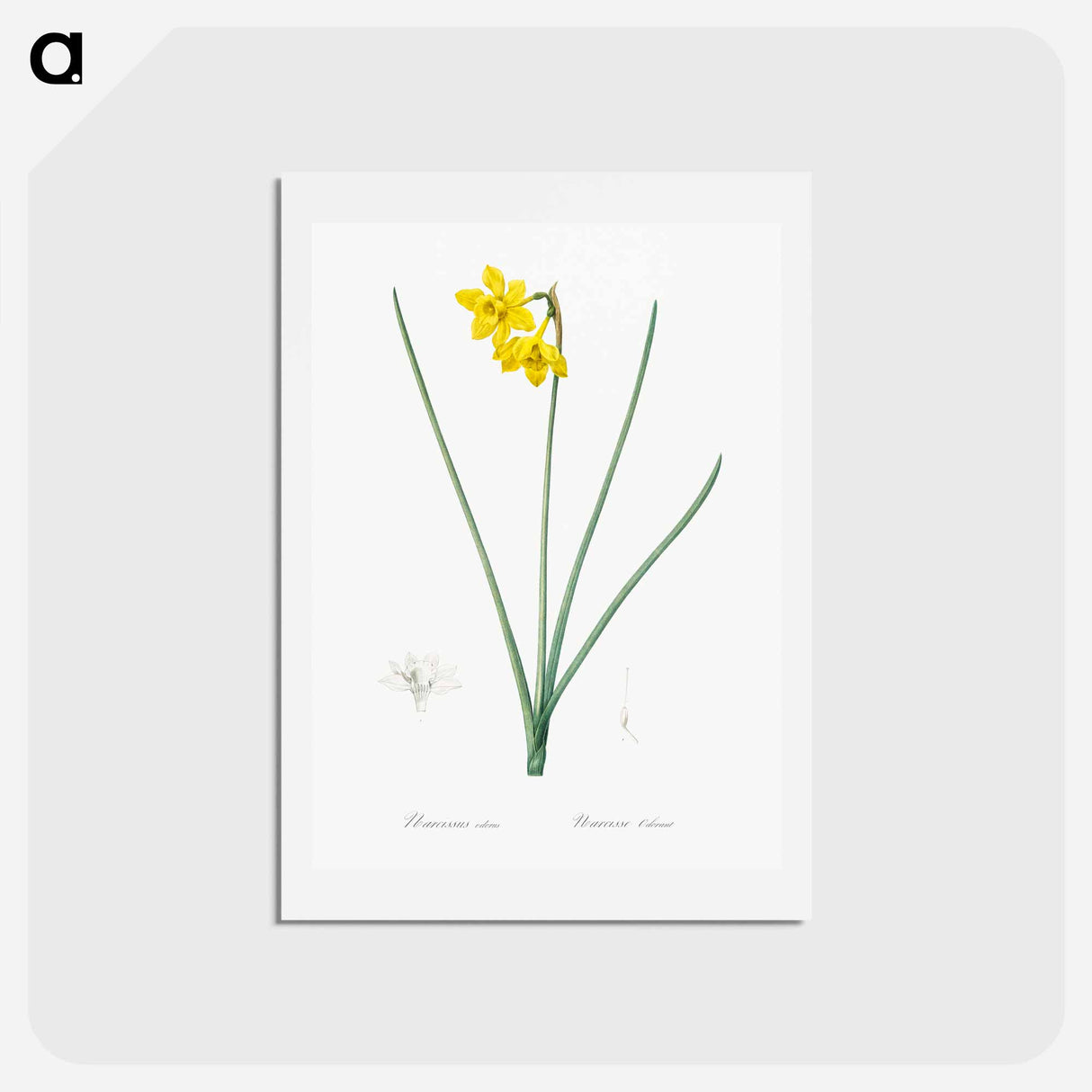 アートポストカード-Narcissus odorus illustration - ピエール ジョゼフ ルドゥーテ Postcard.