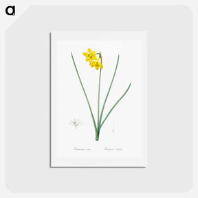 アートポストカード-Narcissus odorus illustration - ピエール ジョゼフ ルドゥーテ Postcard.
