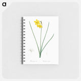 Narcissus odorus illustration - ピエール ジョゼフ ルドゥーテ Memo.