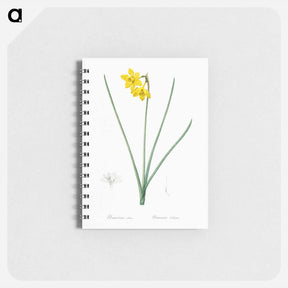 アートメモ帳-Narcissus odorus illustration - ピエール ジョゼフ ルドゥーテ Memo.