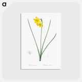 アートポストカード-Narcissus odorus illustration - ピエール ジョゼフ ルドゥーテ Postcard.