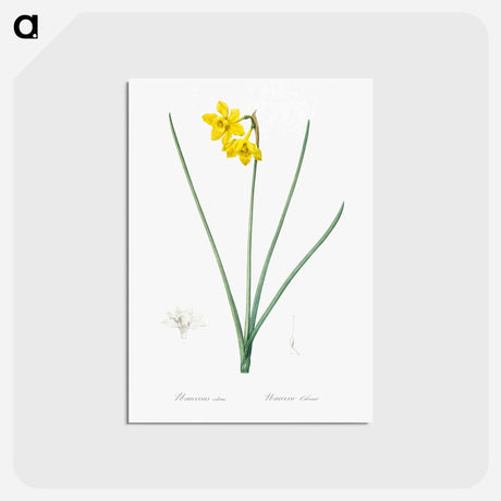 アートポストカード-Narcissus odorus illustration - ピエール ジョゼフ ルドゥーテ Postcard.