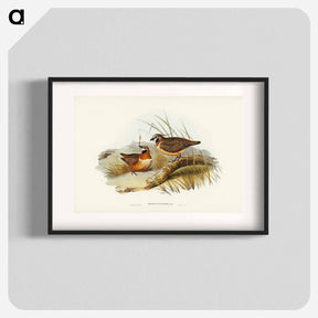 アートポスター-Plumed Partridge Bronze-wing
 - ジョン グールド Poster.