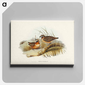 アートパネル-Plumed Partridge Bronze-wing
 - ジョン グールド Canvas.