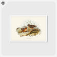 アートポストカード-Plumed Partridge Bronze-wing
 - ジョン グールド Postcard.