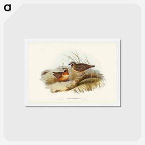 アートポストカード-Plumed Partridge Bronze-wing
 - ジョン グールド Postcard.