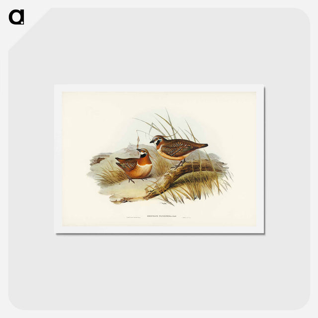 アートポストカード-Plumed Partridge Bronze-wing
 - ジョン グールド Postcard.
