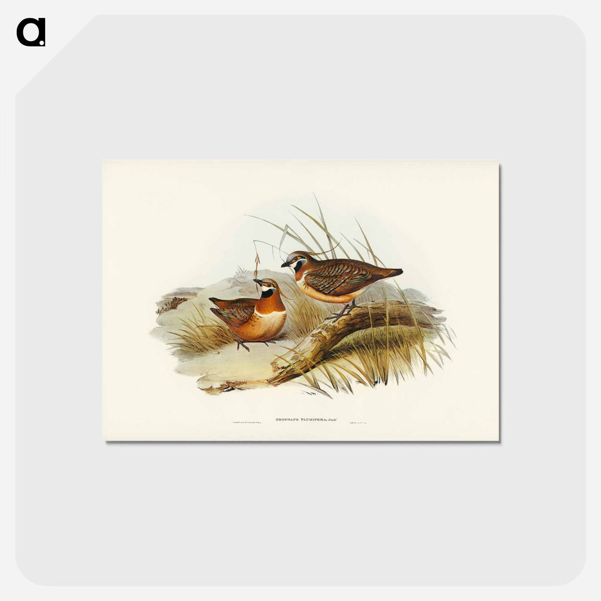 アートポストカード-Plumed Partridge Bronze-wing
 - ジョン グールド Postcard.