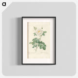 Rose illustration - Pierre Joseph Redouté Poster.
