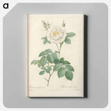 アートパネル-Rose illustration - ピエール ジョゼフ ルドゥーテ Canvas.