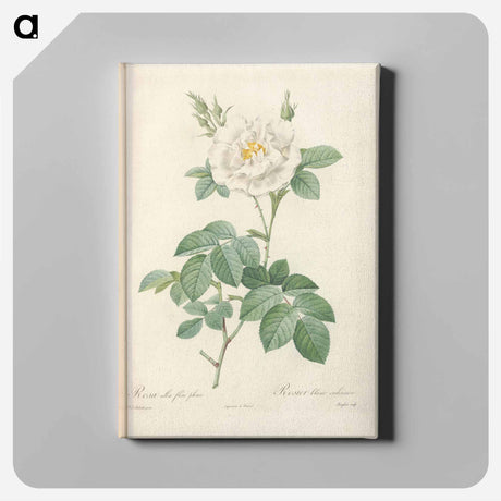 アートパネル-Rose illustration - ピエール ジョゼフ ルドゥーテ Canvas.