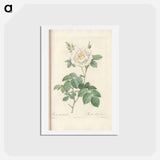 アートポストカード-Rose illustration - ピエール ジョゼフ ルドゥーテ Postcard.