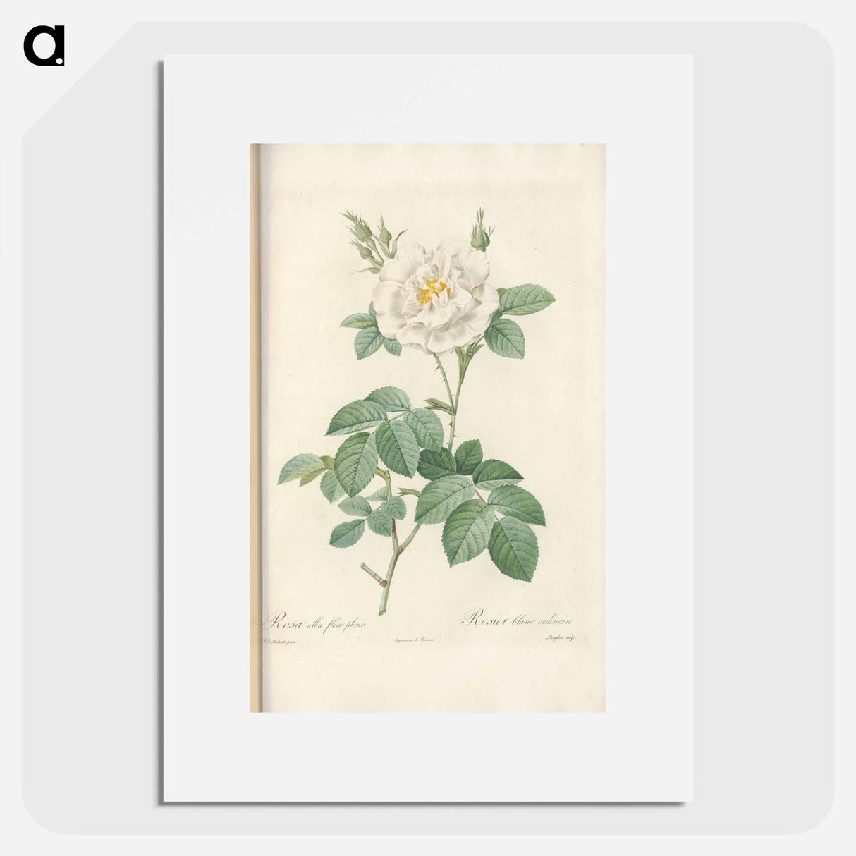 Rose illustration - Pierre Joseph Redouté Poster.