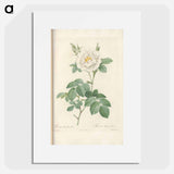 Rose illustration - Pierre Joseph Redouté Poster.