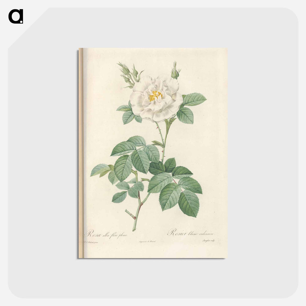 アートポストカード-Rose illustration - ピエール ジョゼフ ルドゥーテ Postcard.