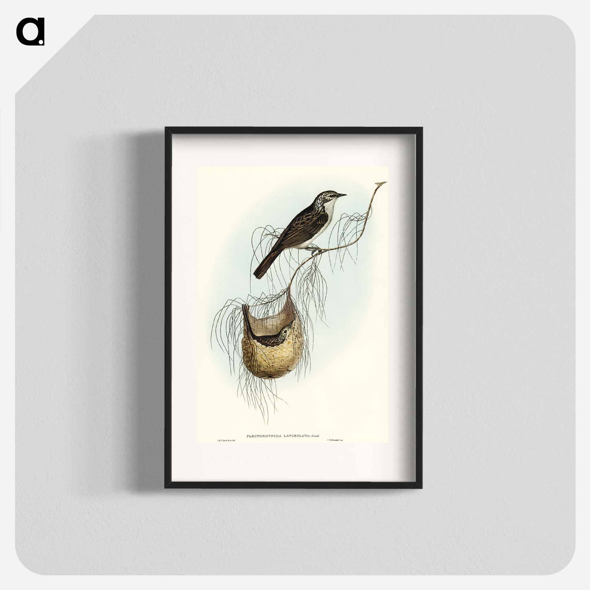 アートポスター-Lanceolate Honey-eater
 - オーストラリアの鳥 Poster.