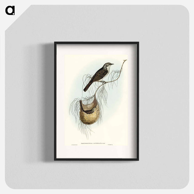 アートポスター-Lanceolate Honey-eater
 - オーストラリアの鳥 Poster.
