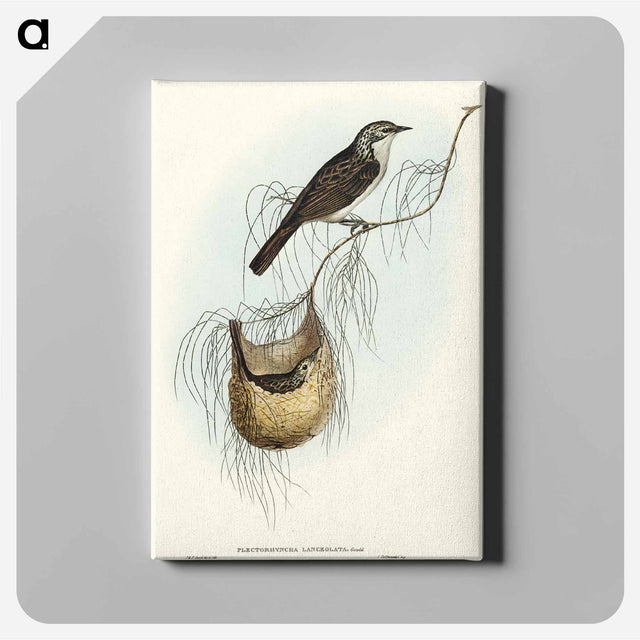 アートパネル-Lanceolate Honey-eater
 - オーストラリアの鳥 Canvas.