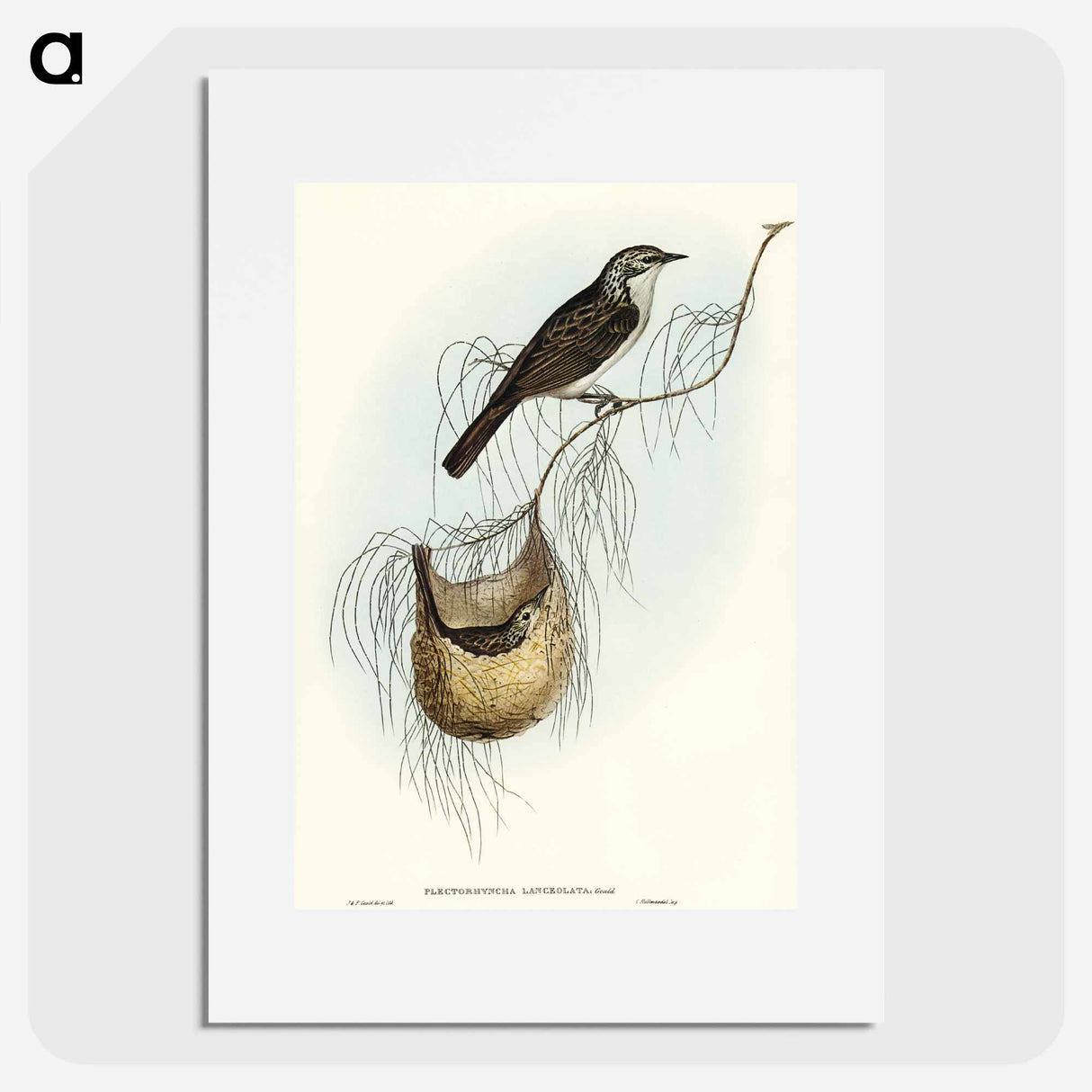 アートポスター-Lanceolate Honey-eater
 - オーストラリアの鳥 Poster.