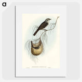 アートポスター-Lanceolate Honey-eater
 - オーストラリアの鳥 Poster.