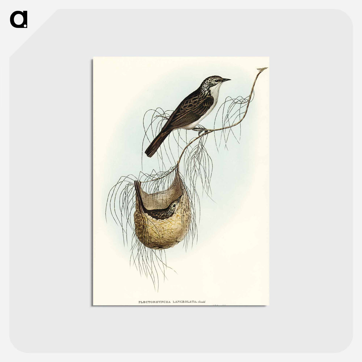 アートポストカード-Lanceolate Honey-eater
 - オーストラリアの鳥 Postcard.