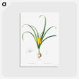 アートポストカード-Amaryllis Lutes
 - クリーブランド美術館 Postcard.