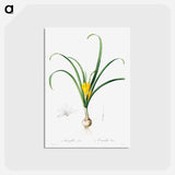 アートポストカード-Amaryllis Lutes
 - クリーブランド美術館 Postcard.