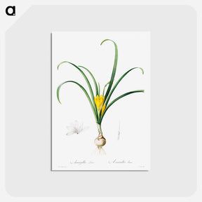アートポストカード-Amaryllis Lutes
 - クリーブランド美術館 Postcard.