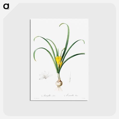 アートポストカード-Amaryllis Lutes
 - クリーブランド美術館 Postcard.