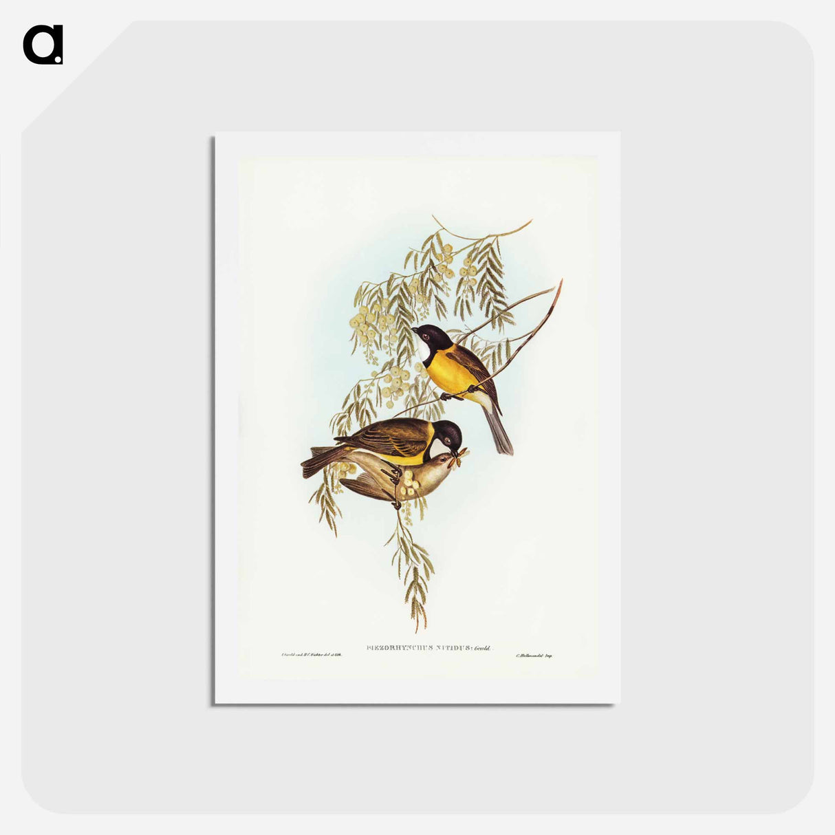 アートポストカード-Blue Shining Flycatcher
 - ジョン グールド Postcard.