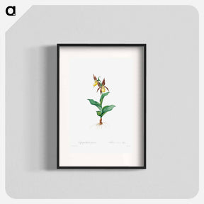アートポスター-Cypripedium Calceolus
 - クリーブランド美術館 Poster.