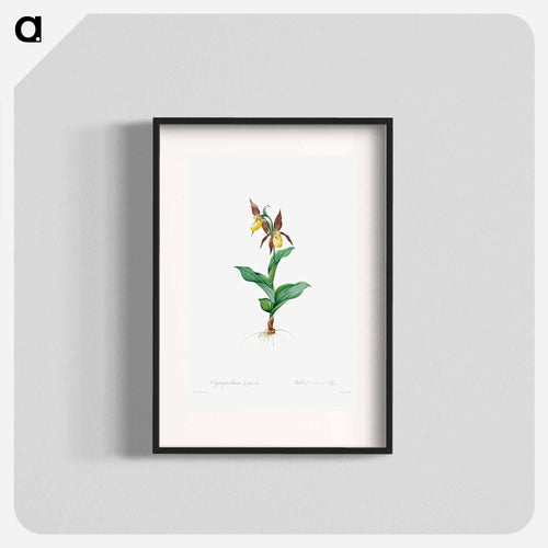 Cypripedium Calceolus
 - クリーブランド美術館 Poster.