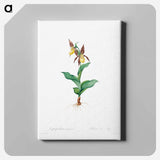 アートパネル-Cypripedium Calceolus
 - クリーブランド美術館 Canvas.