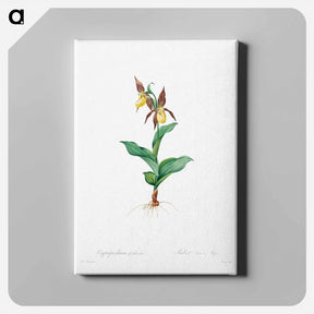 アートパネル-Cypripedium Calceolus
 - クリーブランド美術館 Canvas.